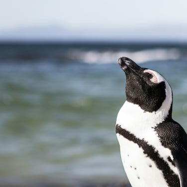 pingüino de Magallanes