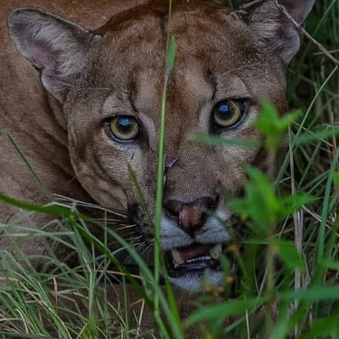 Puma in Meta project. Terra Forest