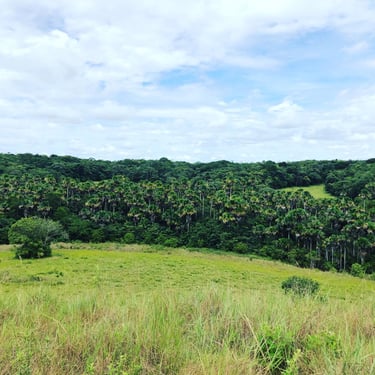 Meta, Colombia. Terra Forest