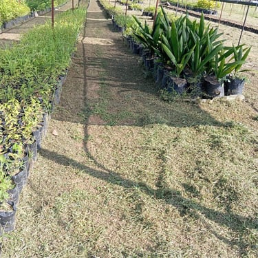 Nursery in Meta, Terra Forest. Colombia