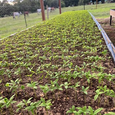 Nursery, Terra Forest