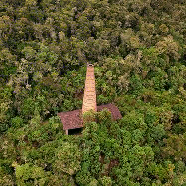 Reforestation in Colombia. Terra Forest