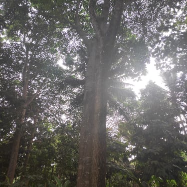 Reforestation in Colombia. Terra Forest
