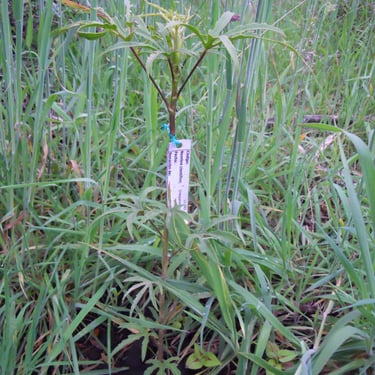 Seedling. Reforestation in Colombia. Terra Forest
