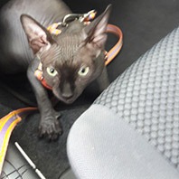 Merlot, nossa primeira matriz gestante.