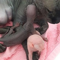 Registro da primeira ninhada.