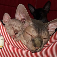 Primeira ninhada ChesLô com 30 dias.