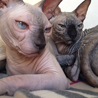 Casal da primeira geração.