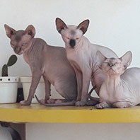 Primeira geração de matrizes e padreadores ChesLô.