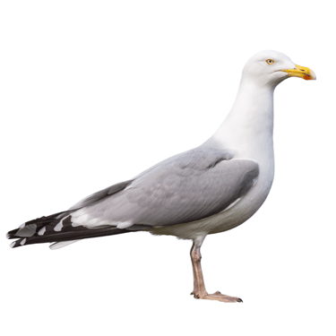 illustration représentant les problèmes liés aux goélands, mouettes et laridés