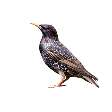 illustration représentant les problèmes liés aux étourneaux