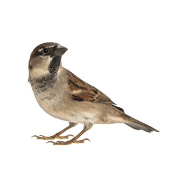 illustration représentant les problèmes liés aux moineaux