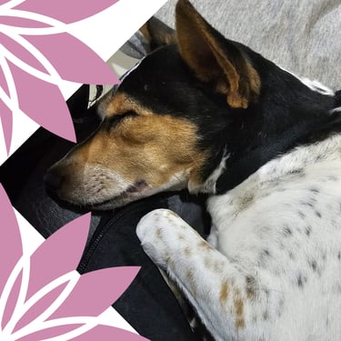 zenpets hotel de mascotas