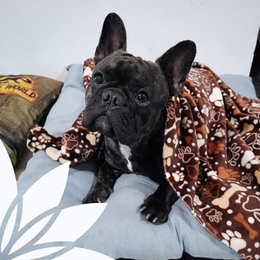 zenpets hotel para mascotas