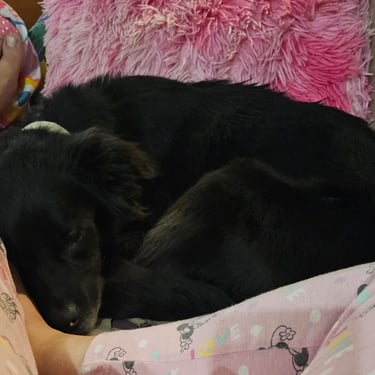 zenpets guardería de mascotas