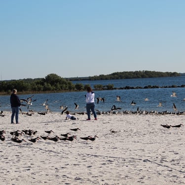 Gulf Island Beach Crystal River, Beaches, Sea Gulls, Visit The Nature Coast