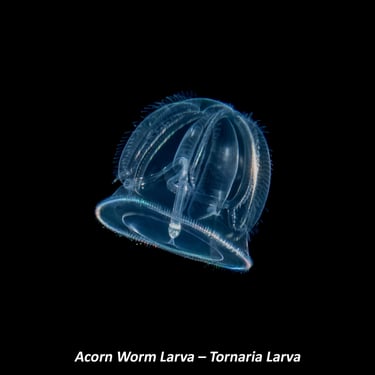 Acorn Worm Larva – Tornaria Larva
