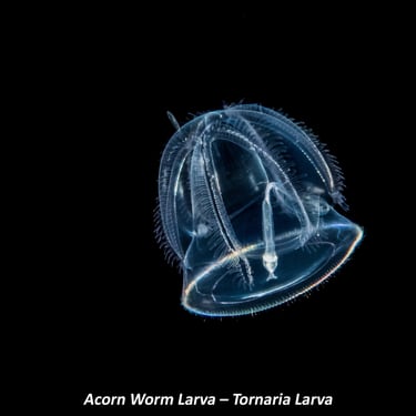 Acorn Worm Larva – Tornaria Larva