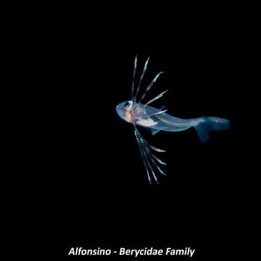 Alfonsino - Berycidae Family