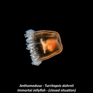 Anthomedusa - Turritopsis dohrnii - Immortal Jellyfish - (closed situation)