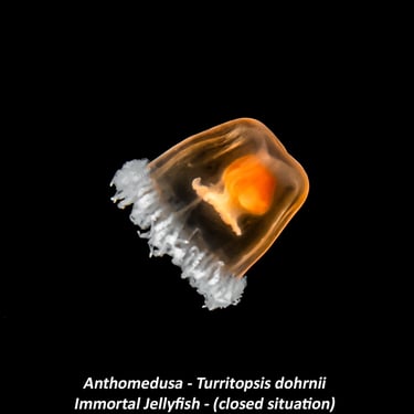Anthomedusa - Turritopsis dohrnii - Immortal Jellyfish - (closed situation)