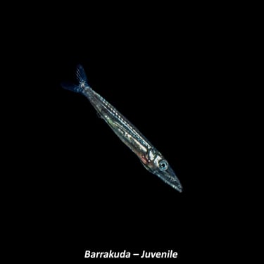 Barrakuda – Juvenile