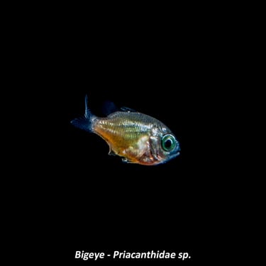 Bigeye - Priacanthidae sp.