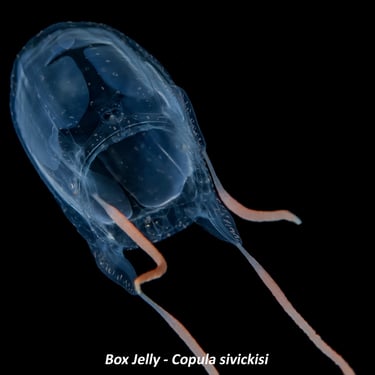 Box Jelly - Copula sivickisi