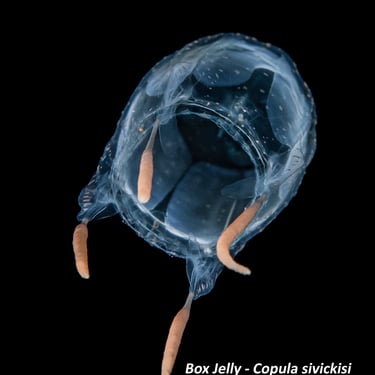 Box Jelly - Copula sivickisi