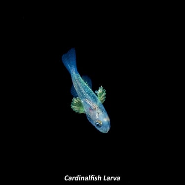 Cardinalfish Larva
