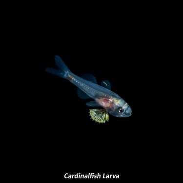 Cardinalfish Larva