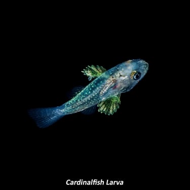 Cardinalfish Larva