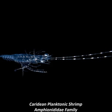 Caridean Planktonic Shrimp - Amphionididae Family