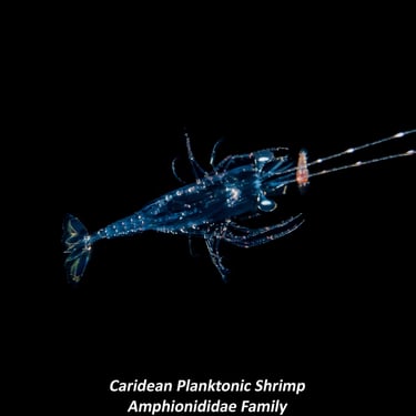 Caridean Planktonic Shrimp - Amphionididae Family