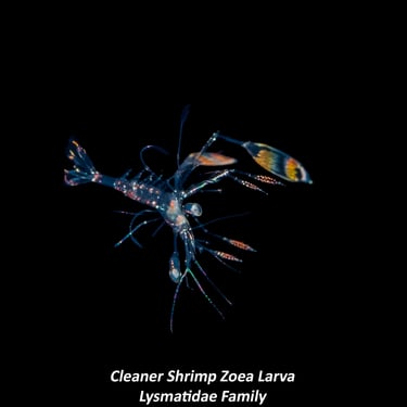 Cleaner Shrimp Zoea Larva - Lysmatidae Family