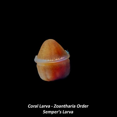 Coral Larva - Zoantharia Order - Semper's Larva