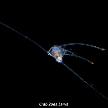 Crab Zoea Larva