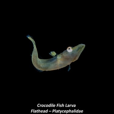 Crocodile Fish Larva  - Flathead – Platycephalidae