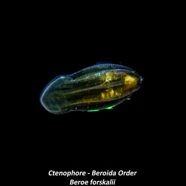Ctenophore - Beroida Order - Beroe forskalii