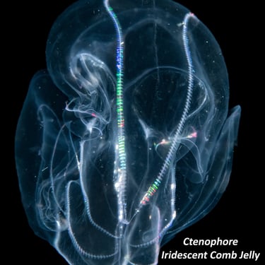 Ctenophore - Iridescent Comb Jelly