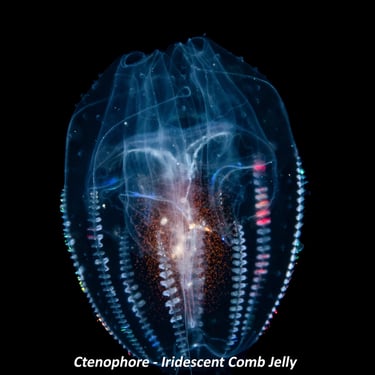 Ctenophore - Iridescent Comb Jelly