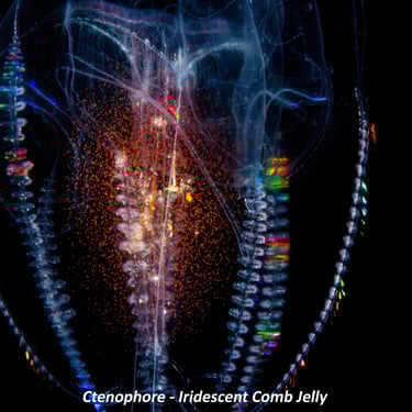 Ctenophore - Iridescent Comb Jelly