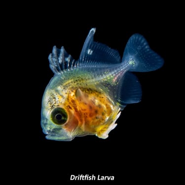 Driftfish Larva