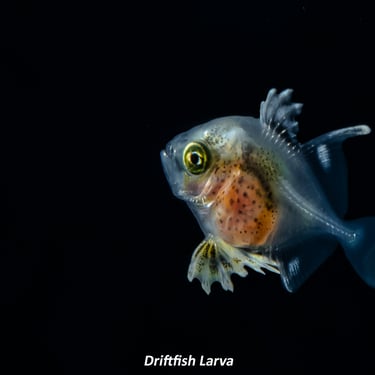 Driftfish Larva