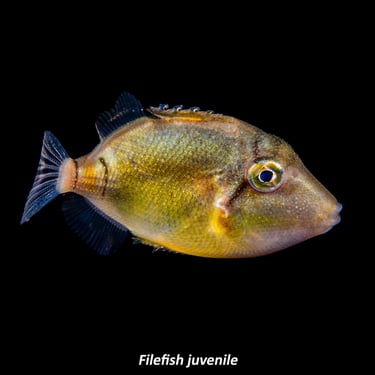 Filefish - Juvenile