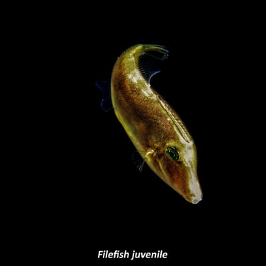 Filefish - Juvenile
