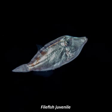 Filefish - Juvenile