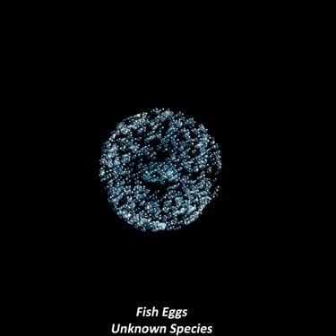 Fish Eggs - Unknown Species