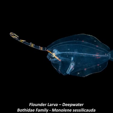 Flounder Larva – Deepwater - Bothidae Family - Monolene sessilicauda