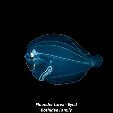 Flounder Larva - Eyed - Bothidae Family